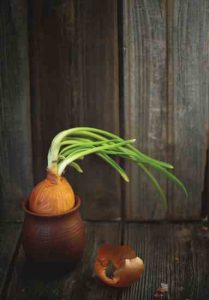 Growing Onions the Easy Way Image